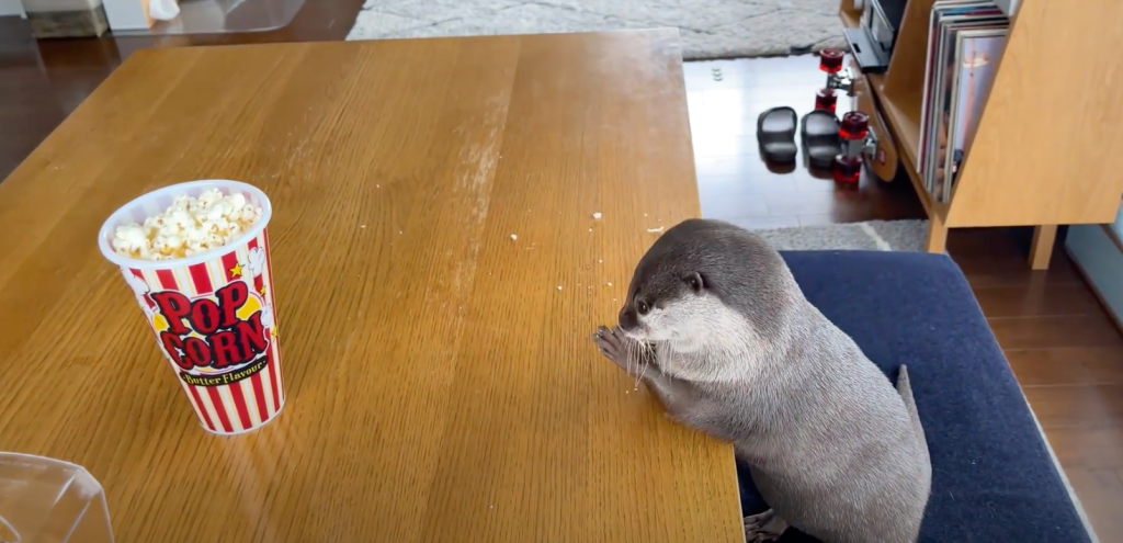 otters react to popcorn