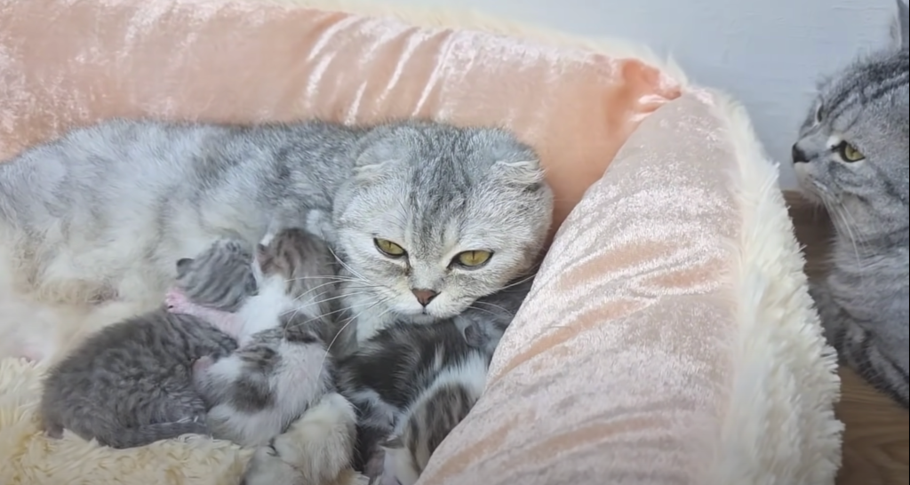 meeting kittens for first time