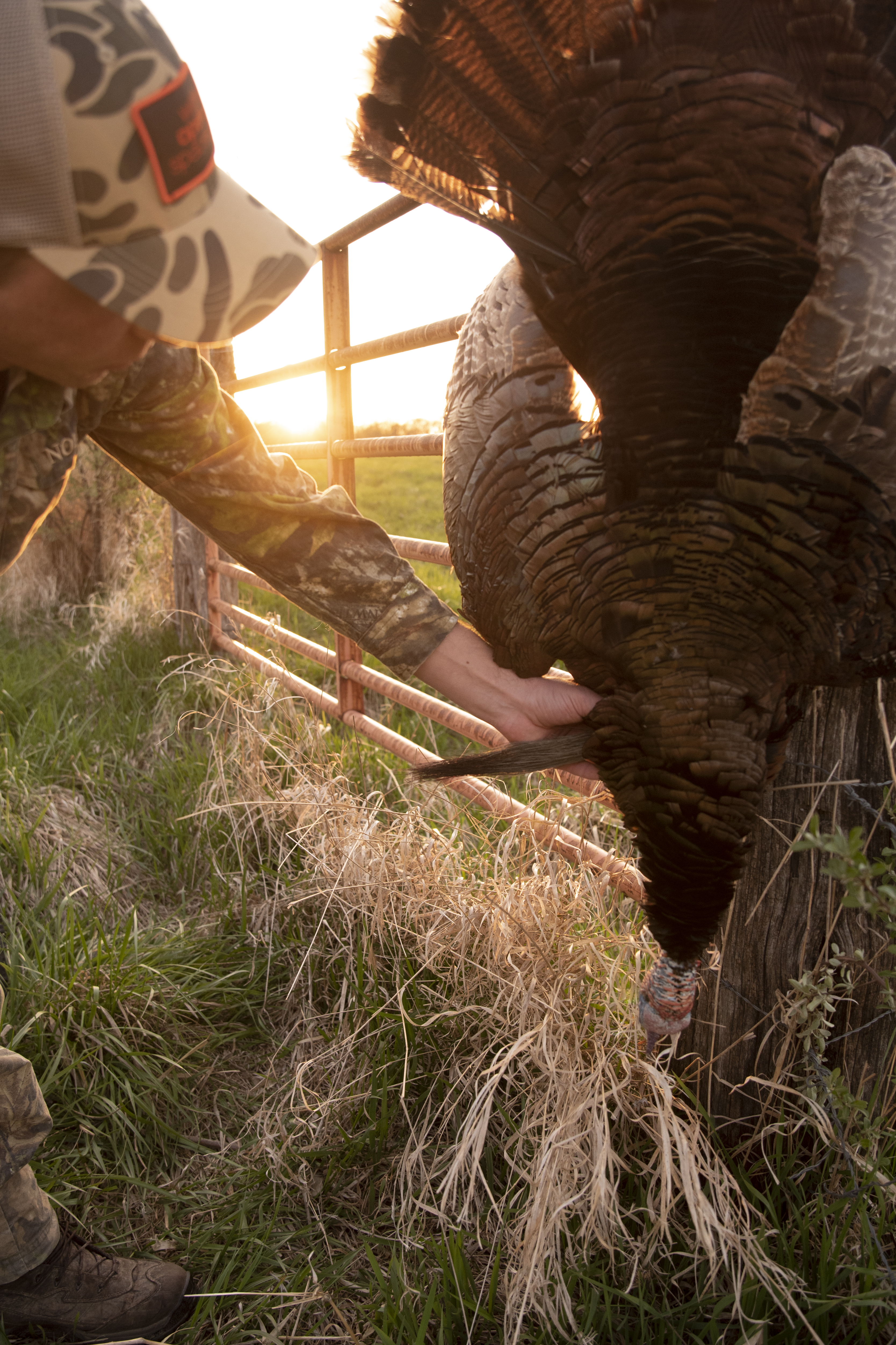 Turkey Grand Slam: All the Species Needed to Accomplish the Goal