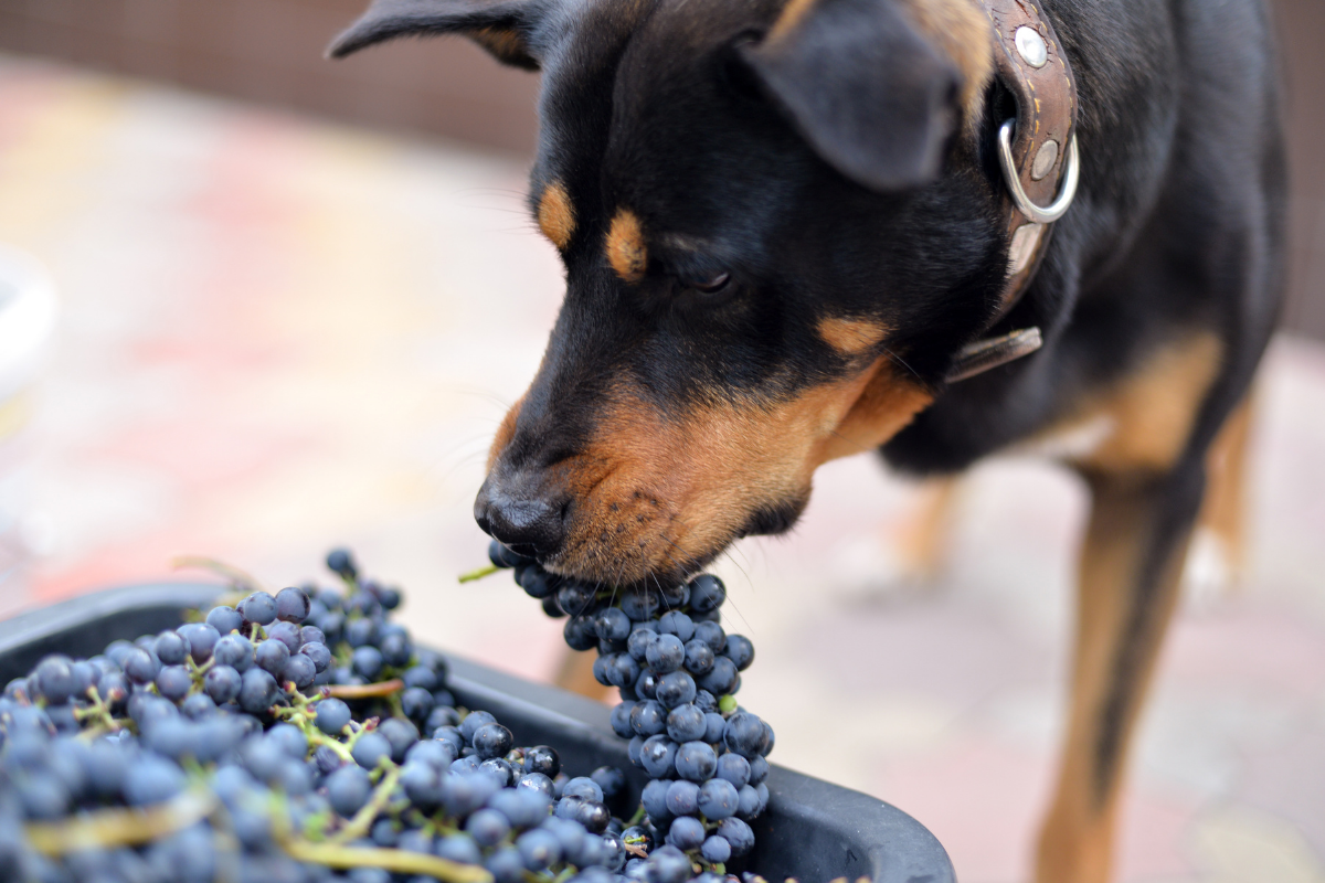 can dogs eat grapes