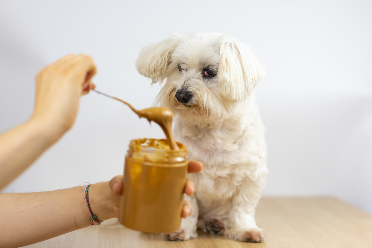 can dogs eat peanuts