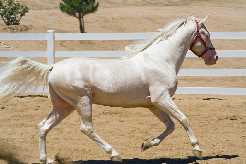 white tennessee walking horse trotting in tan field