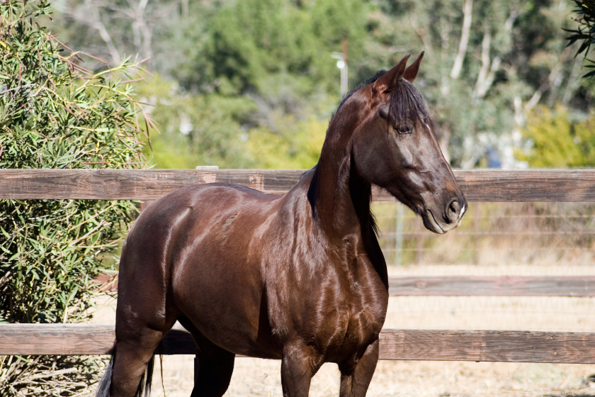 tennessee walking horse brown standing against fence