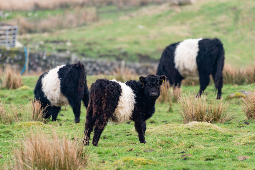 belted galloway miniature cows