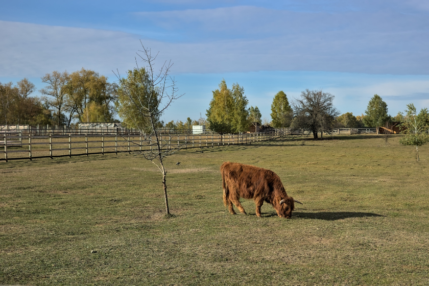 dexter miniature cows in field