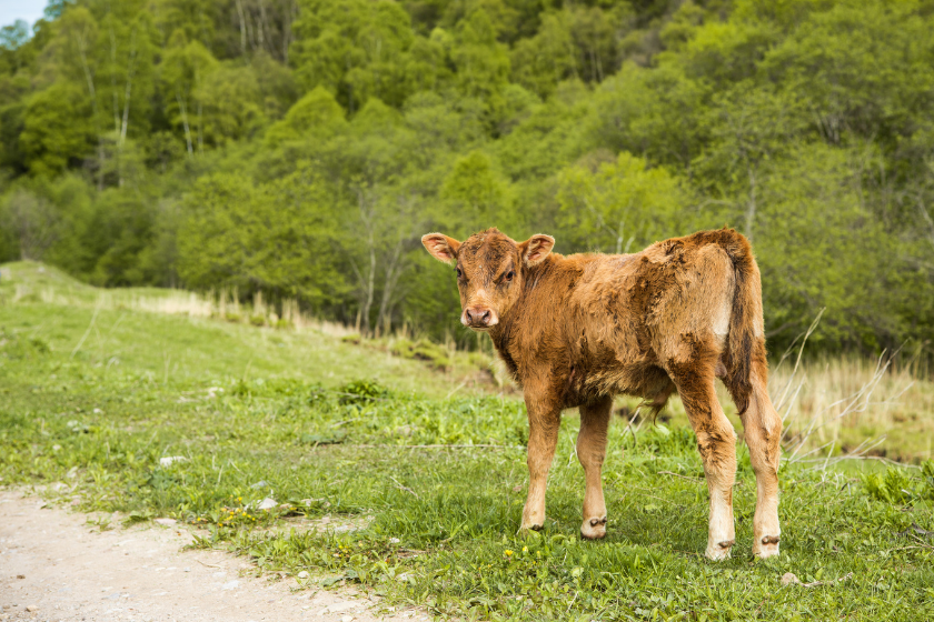 jersey miniature cows on grass