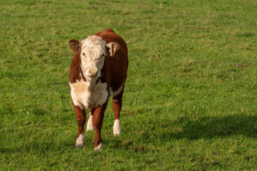 hereford miniature cows on field