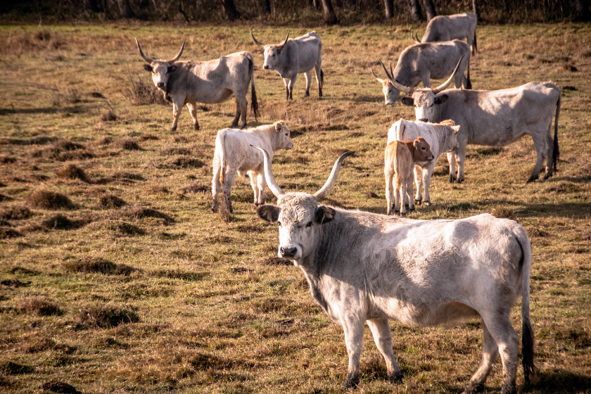 miniature texas longhorn cow