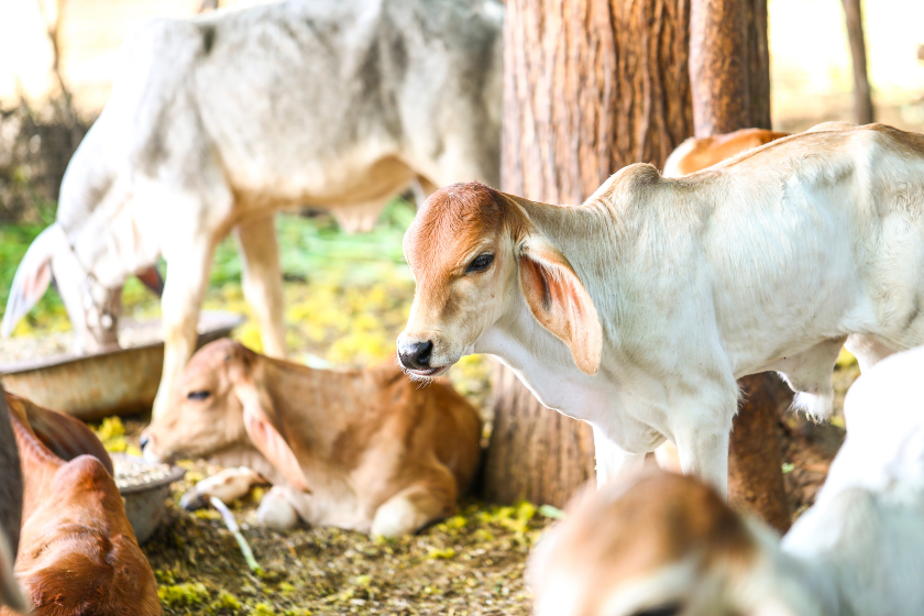 Mini Cows are Adorable, But Do They Make Good Pets? Miniature Cattle