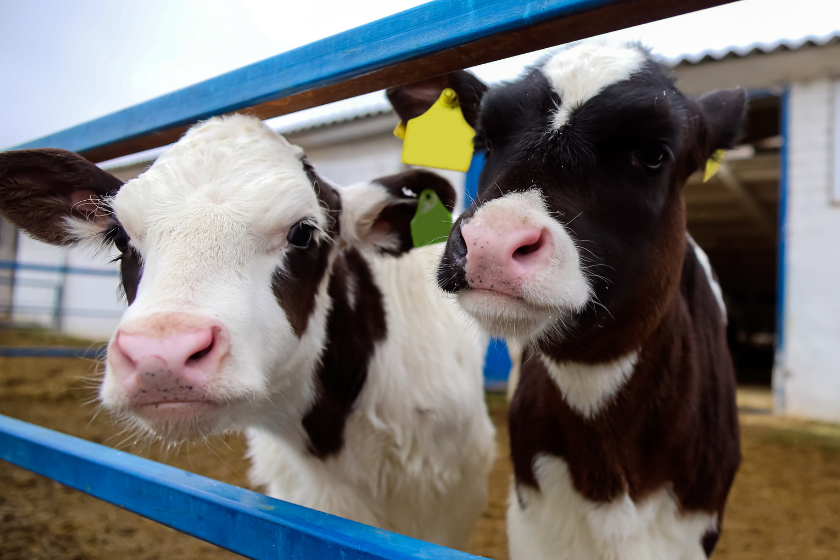 two miniature holstein cows at county fair
