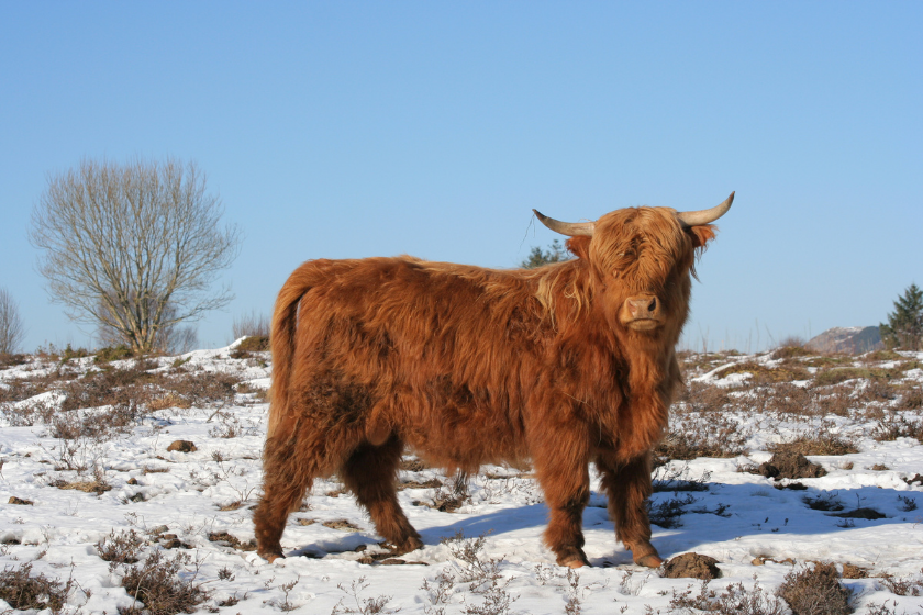 scottish highland on snow