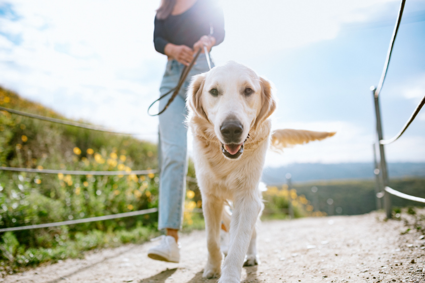 dog walking with woman sunscreen dogs