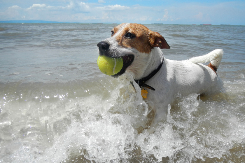 dog playing in water with ball in his mouth