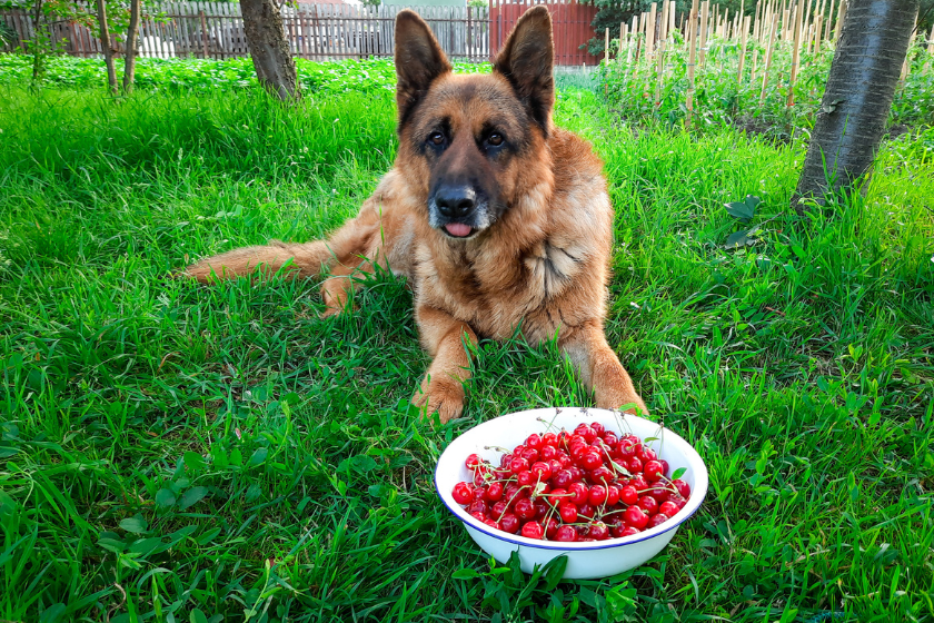 can dogs eat cherries