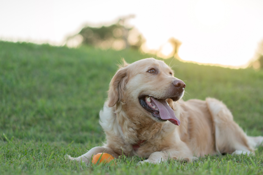 can dogs eat oranges