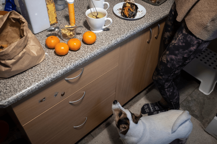 can dogs eat oranges