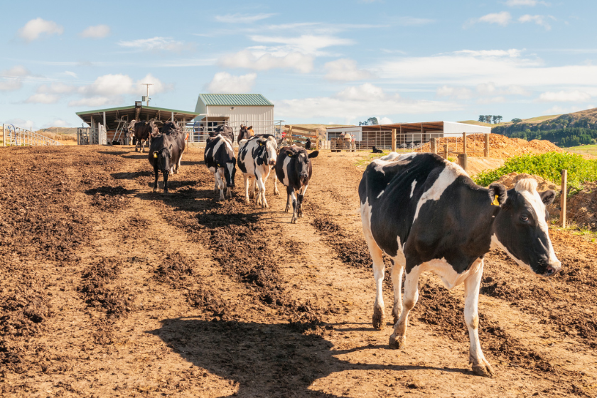 how long do cows live