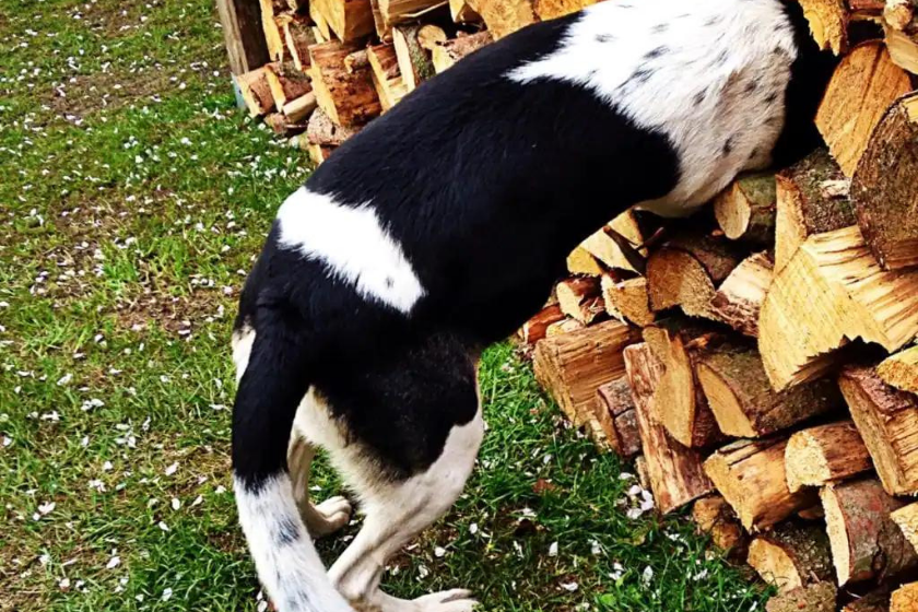 dog with nose in pile of wood playing brain games for dogs