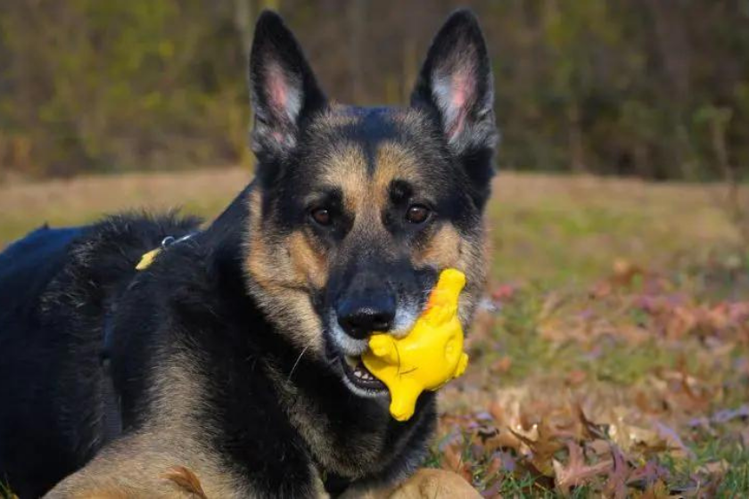 german shepherd dog with toy in mouth