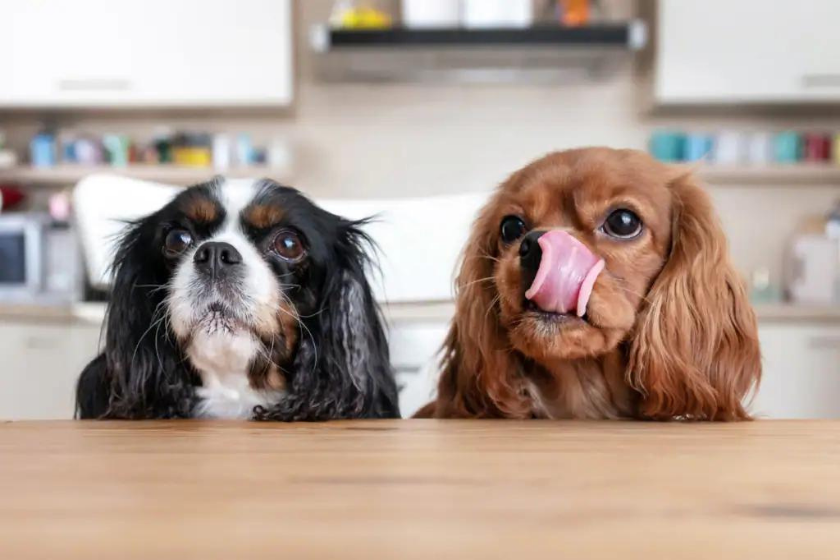 two small dogs at counter begging for food