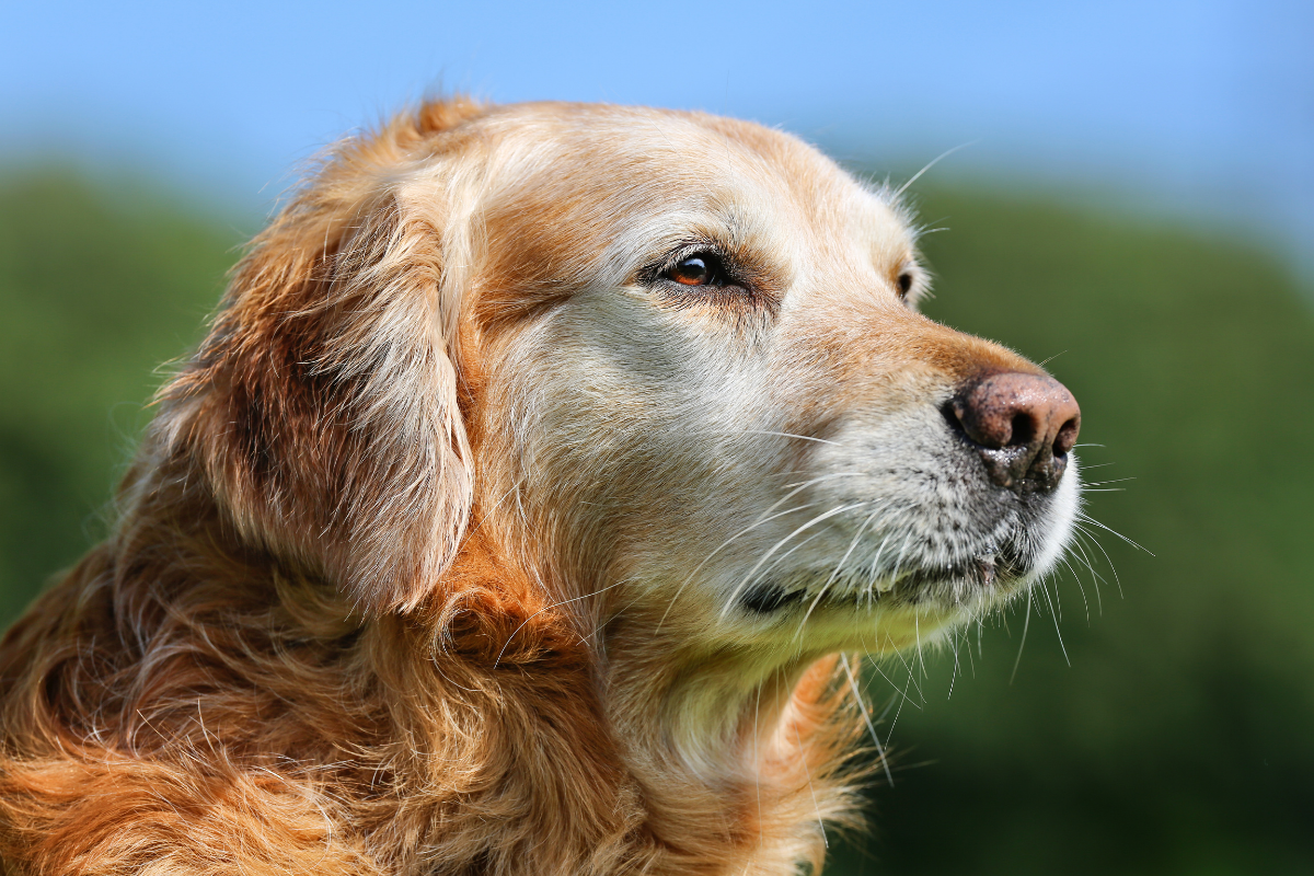 types of retrievers