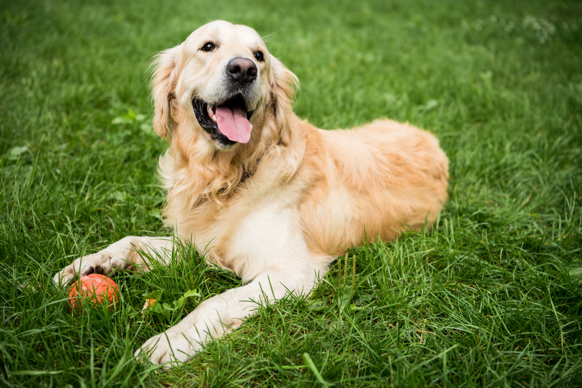 types of retrievers