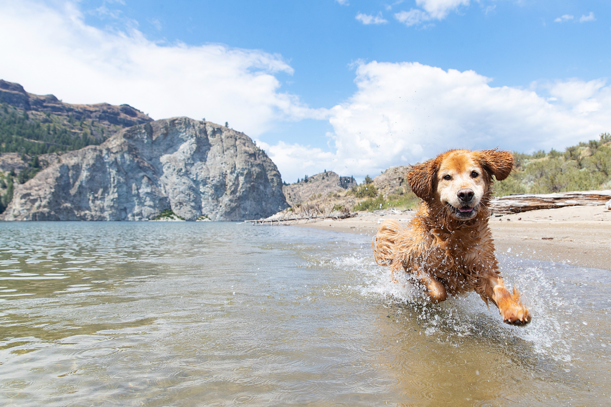 types of retrievers