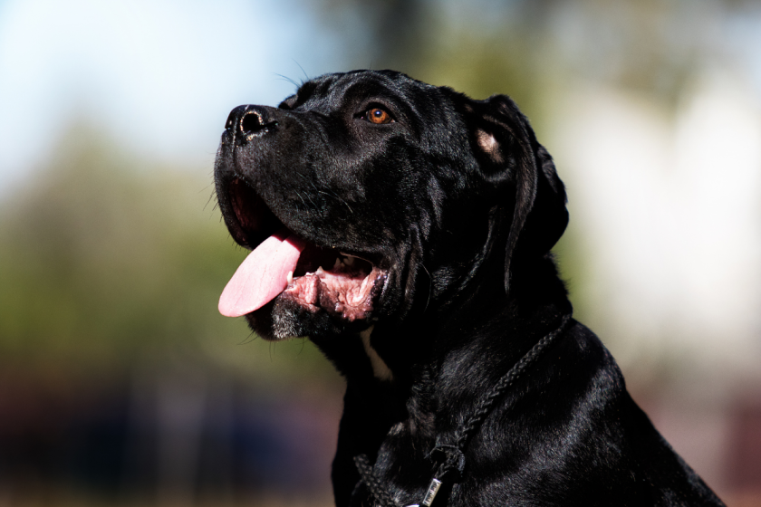 Corso Fish Cane Corso Breed: Breed History, Personality, Appearance + More