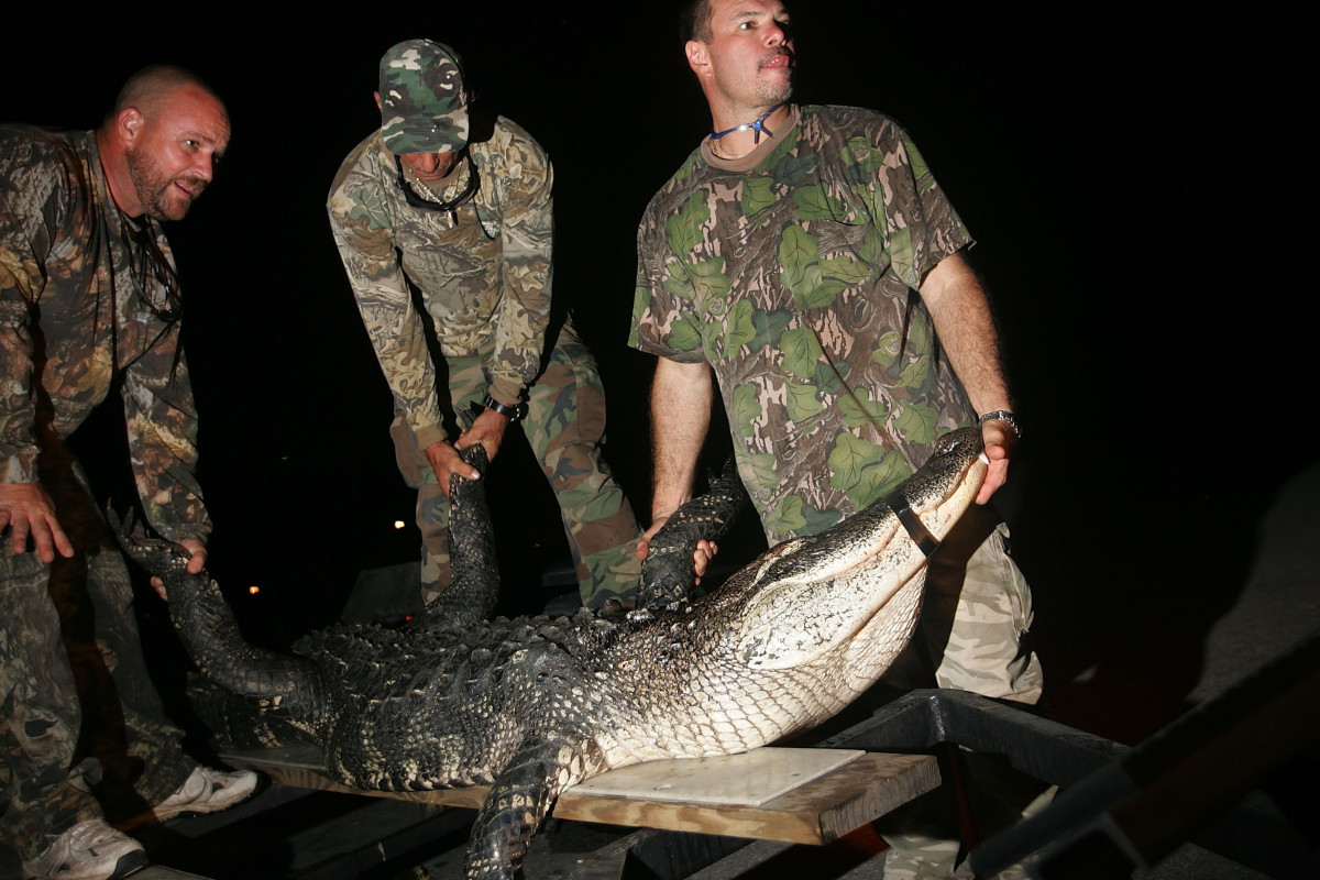 Alligator Hunting Season