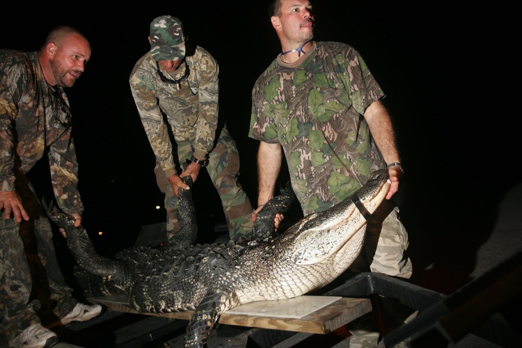 Alligator Hunting Season
