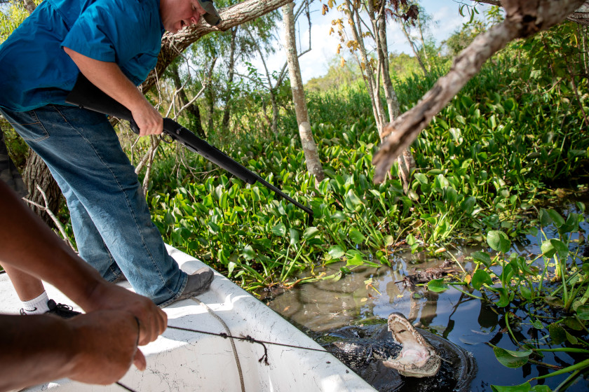 Alligator Hunting Season