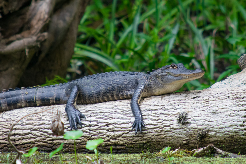 Alligator Hunting Season