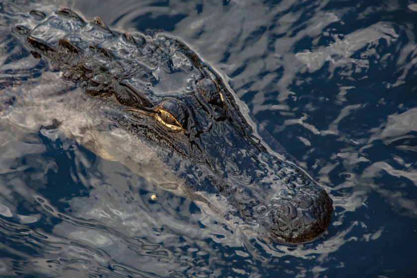 Alligator Hunting Season