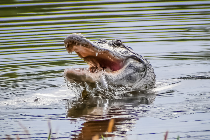 Alligator Hunting Season