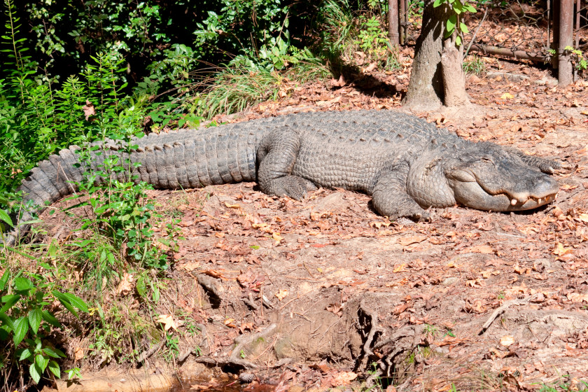 Alligator Hunting Season