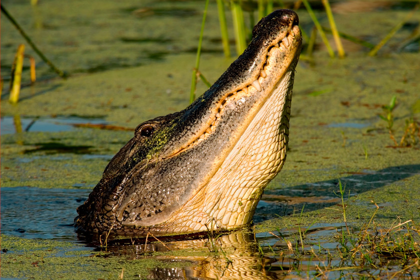 Alligator Hunting Season