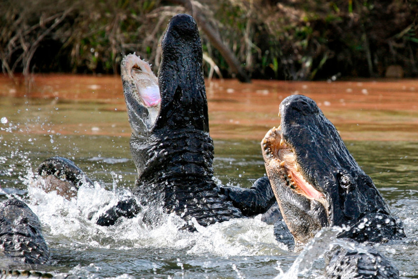 Alligator Hunting Season