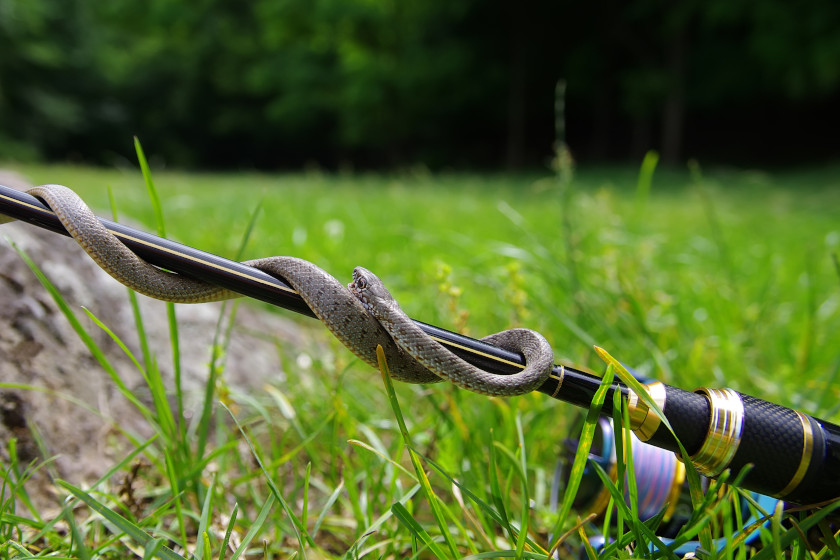 Avoid Snakes while Fishing