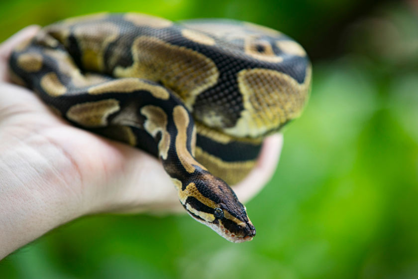 Ball Python curled up in owner's hand