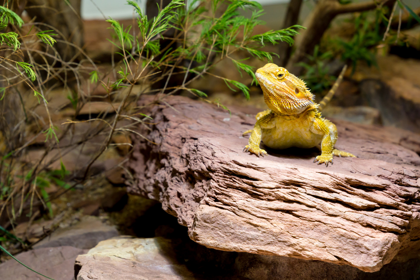 Yellow bearded dragon standing on a rock