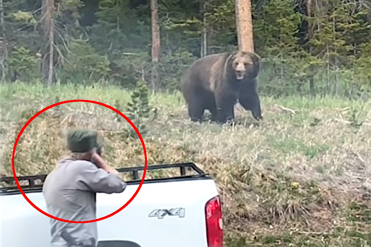 Bear Charge