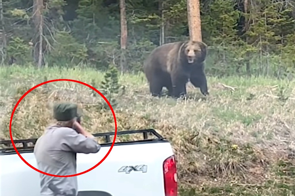 Bear Pulls Moose Off Road, Stuns Drivers Wide Open Spaces