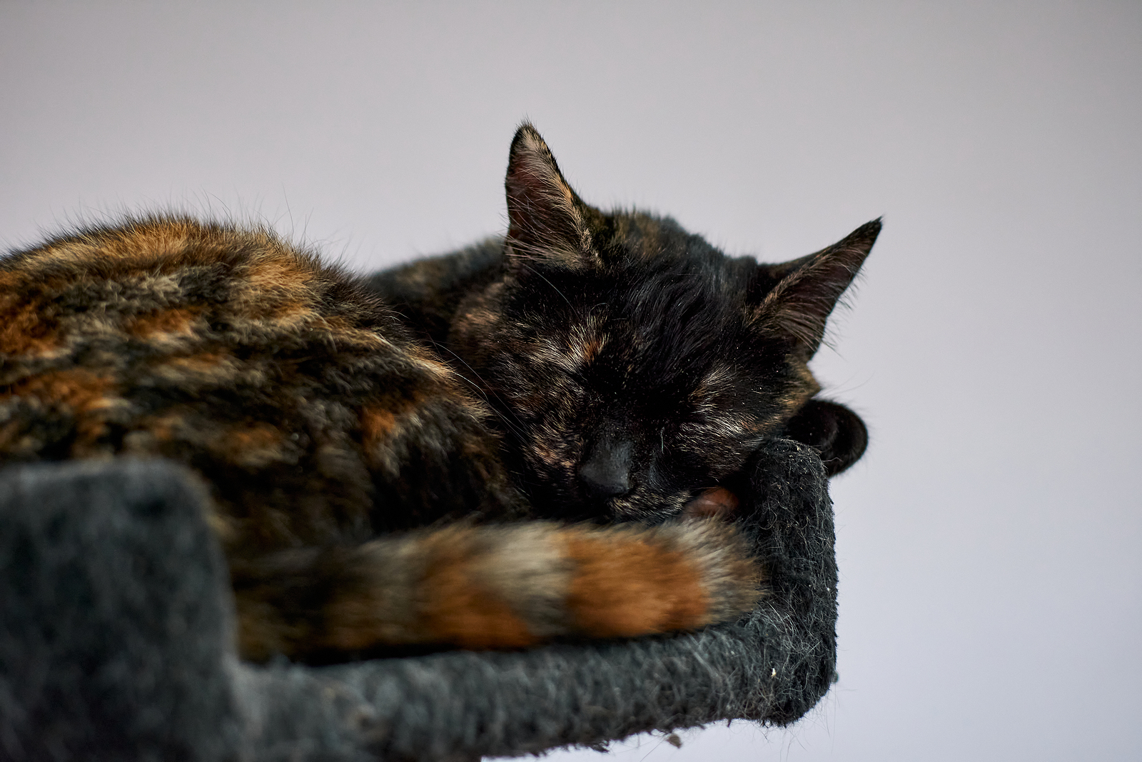 Tortoiseshell cat lifespan cheap