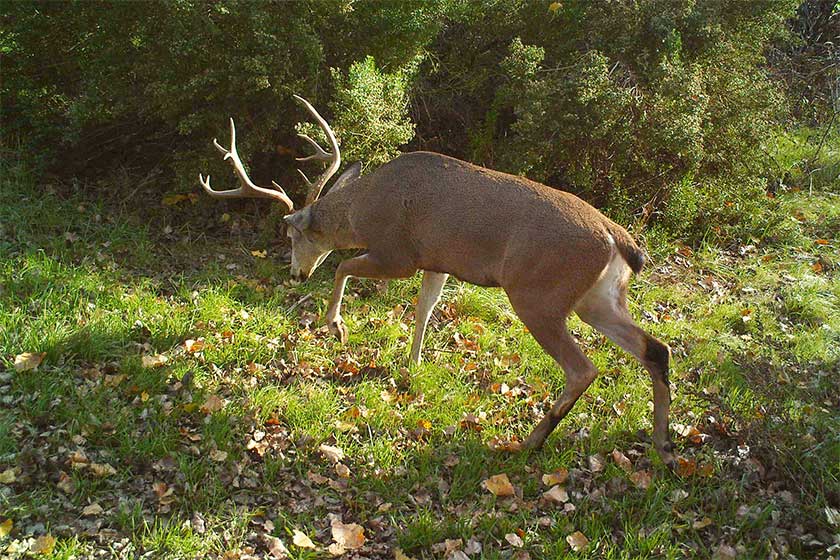 Blacktail Deer Hunting A Complete Guide