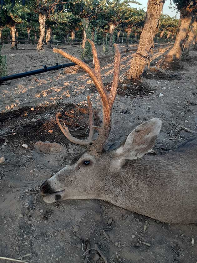 blacktail deer hunting