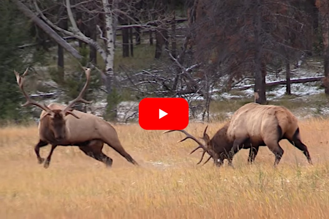 Bull Elk Fight