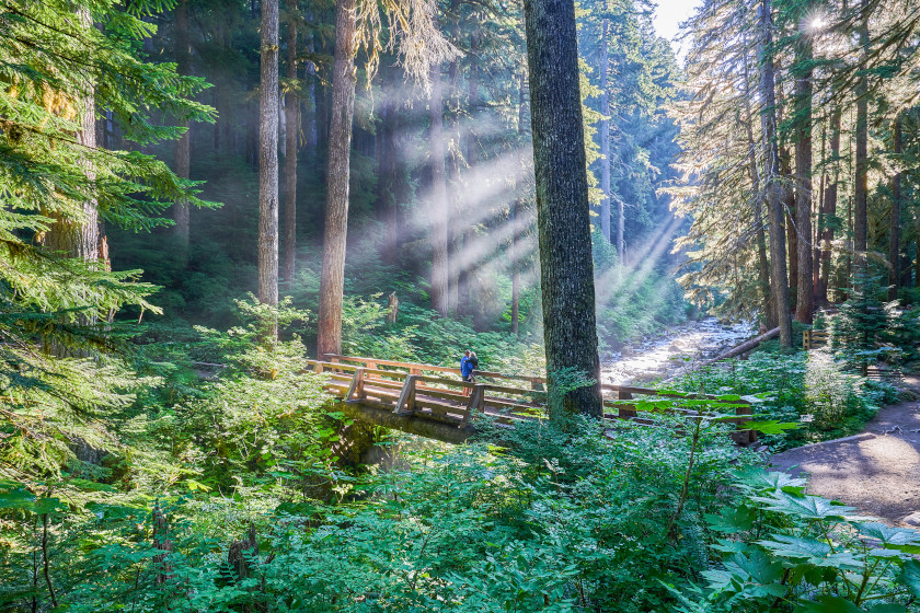 Hoh rainforest in Olympic National Park in Washington