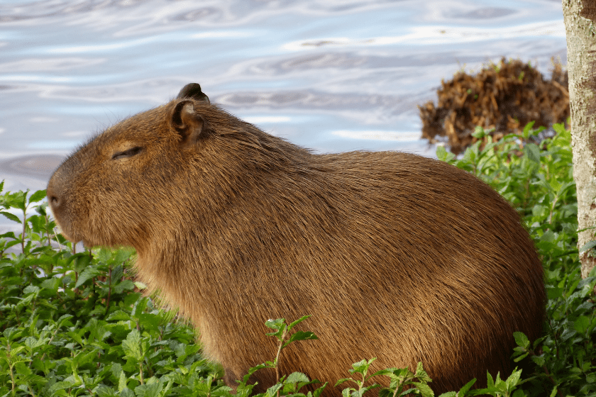 capybara rests by the water
