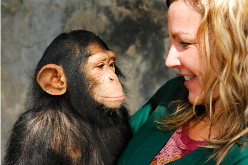 chimpanzee looking back at its handler