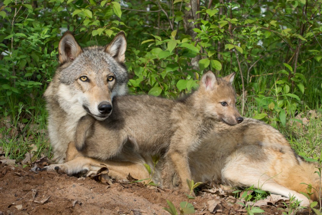 Colorado Wolf Pups